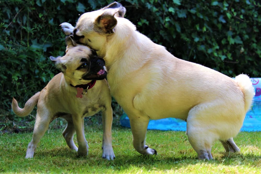 Two Chugs wrestling