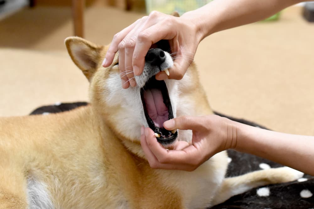 Pet owner opening dog's mouth