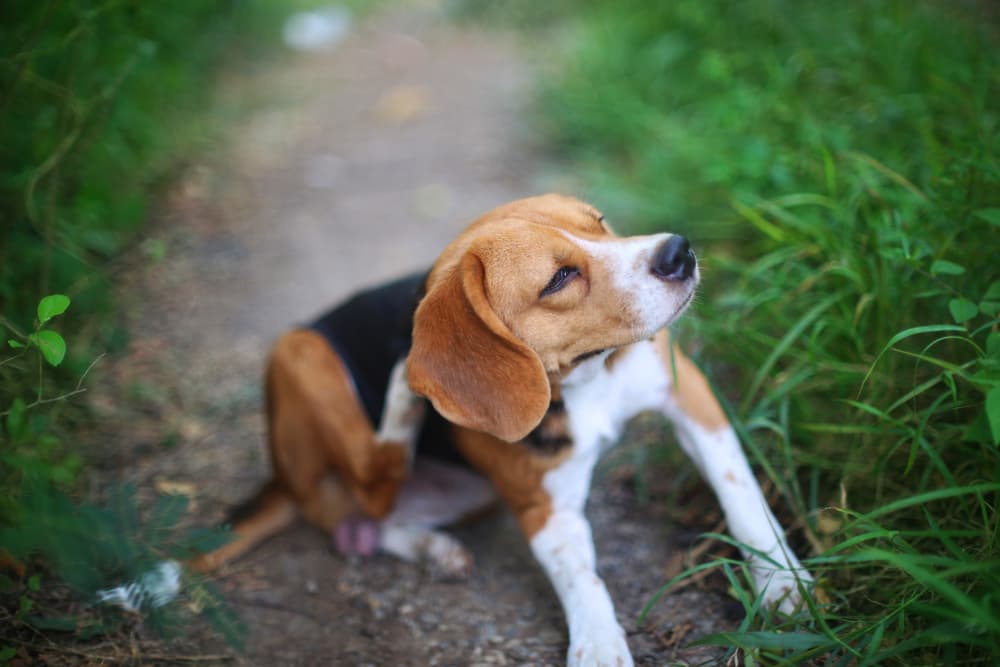 Beagle itching outside