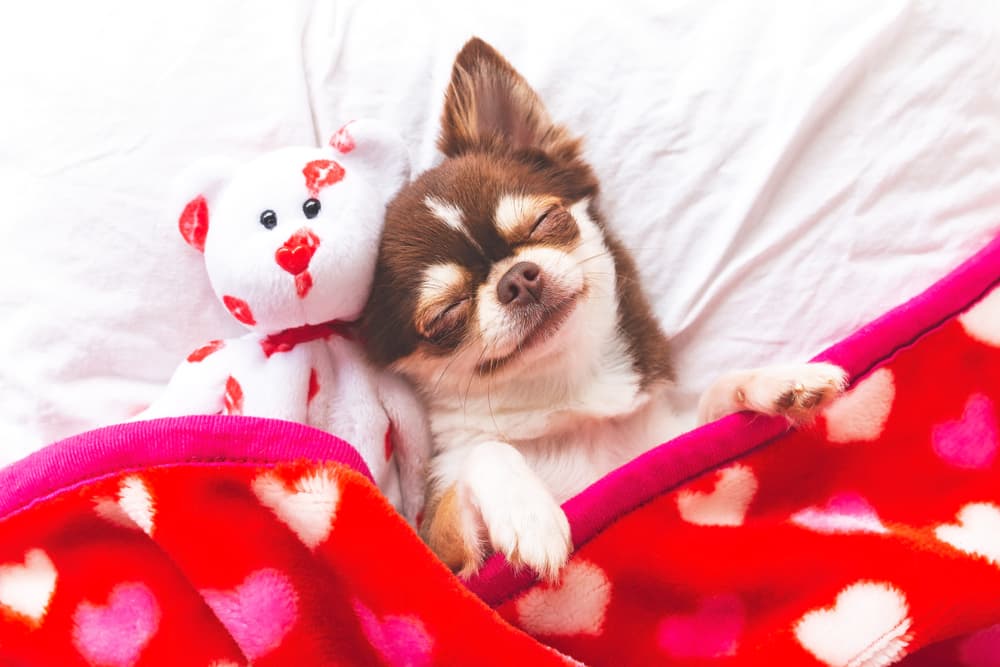 Chihuahua asleep and tucked in bed