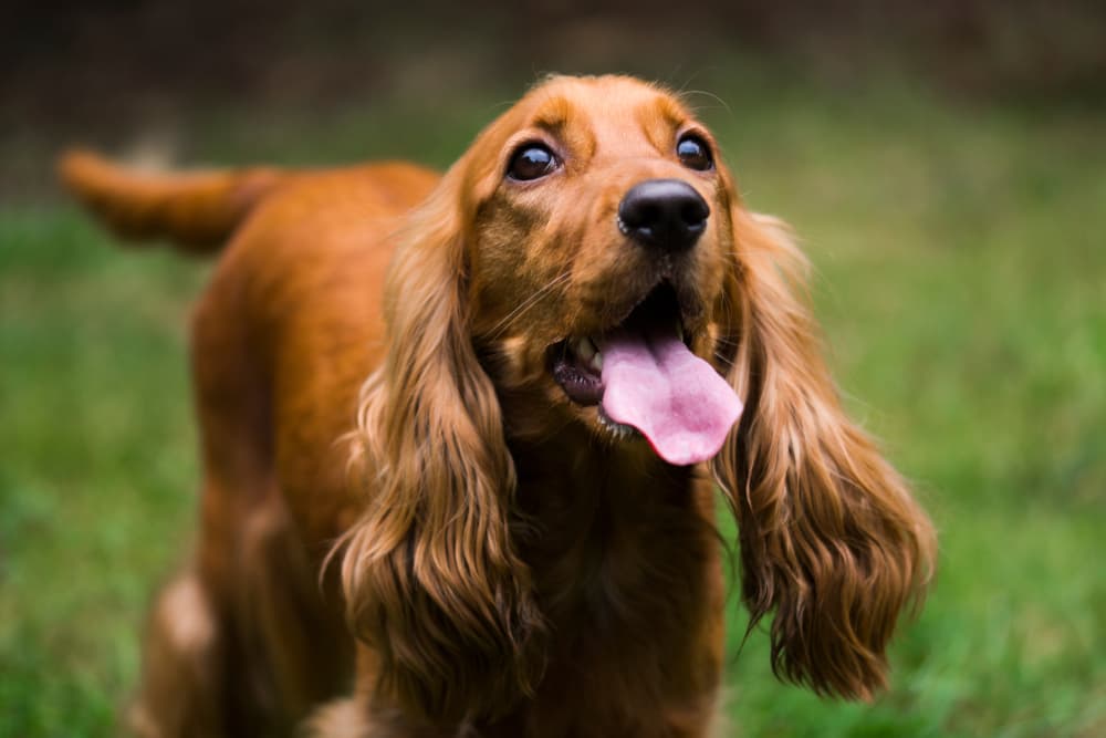 Red Cocker Spaniel looking up past the camera