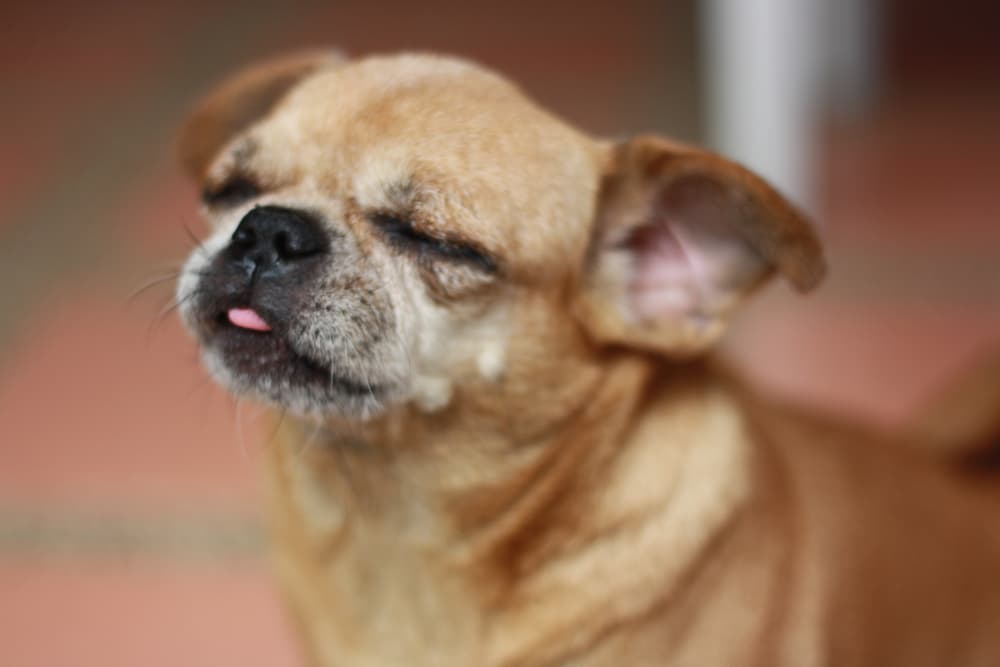 Chug dog sticking out its tongue