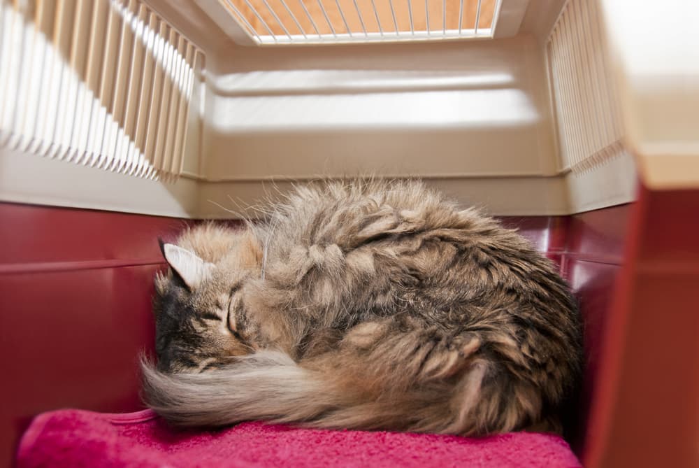 Cat sleeping in carrier after dental cleaning