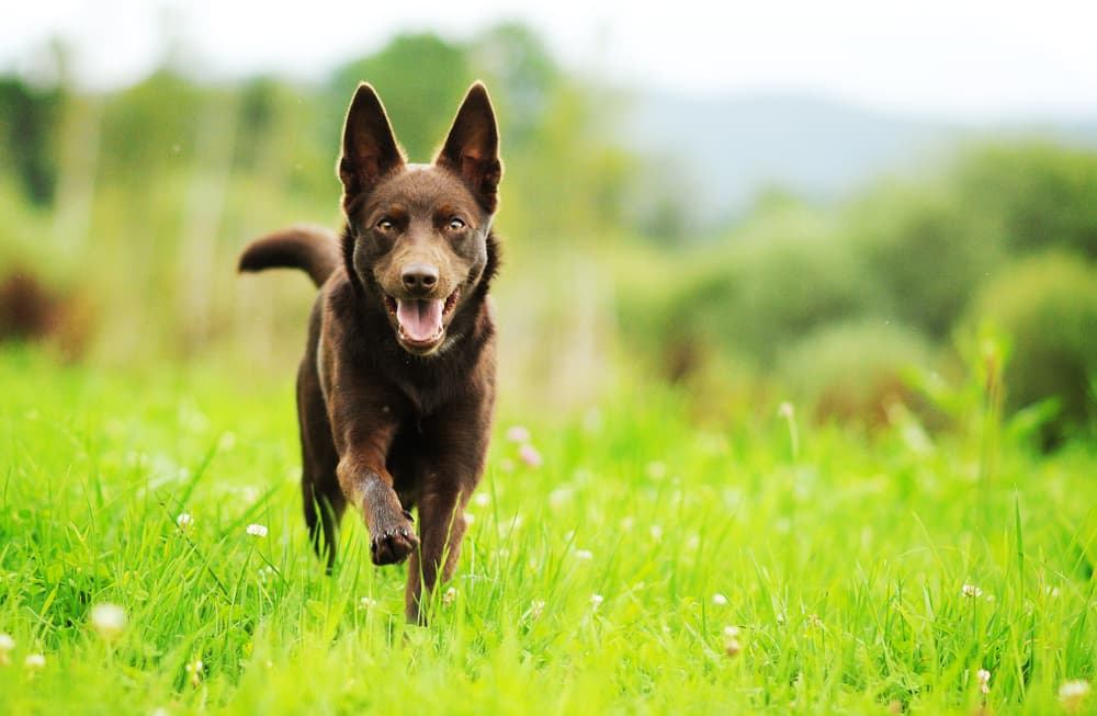 Australian Kelpie running through a field of grass