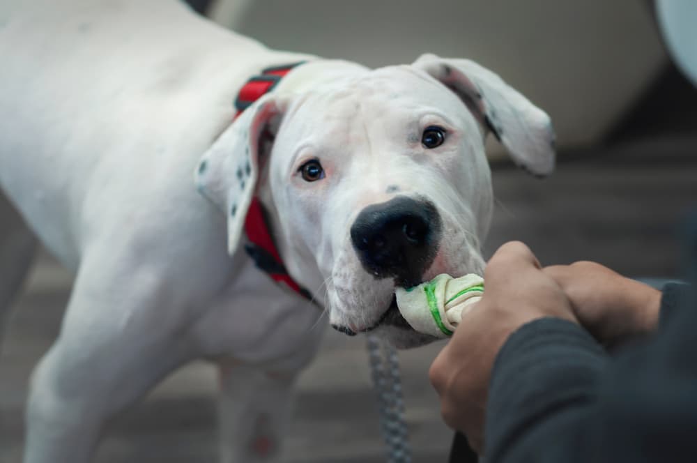 Dogo Argentino playing tug-of-war