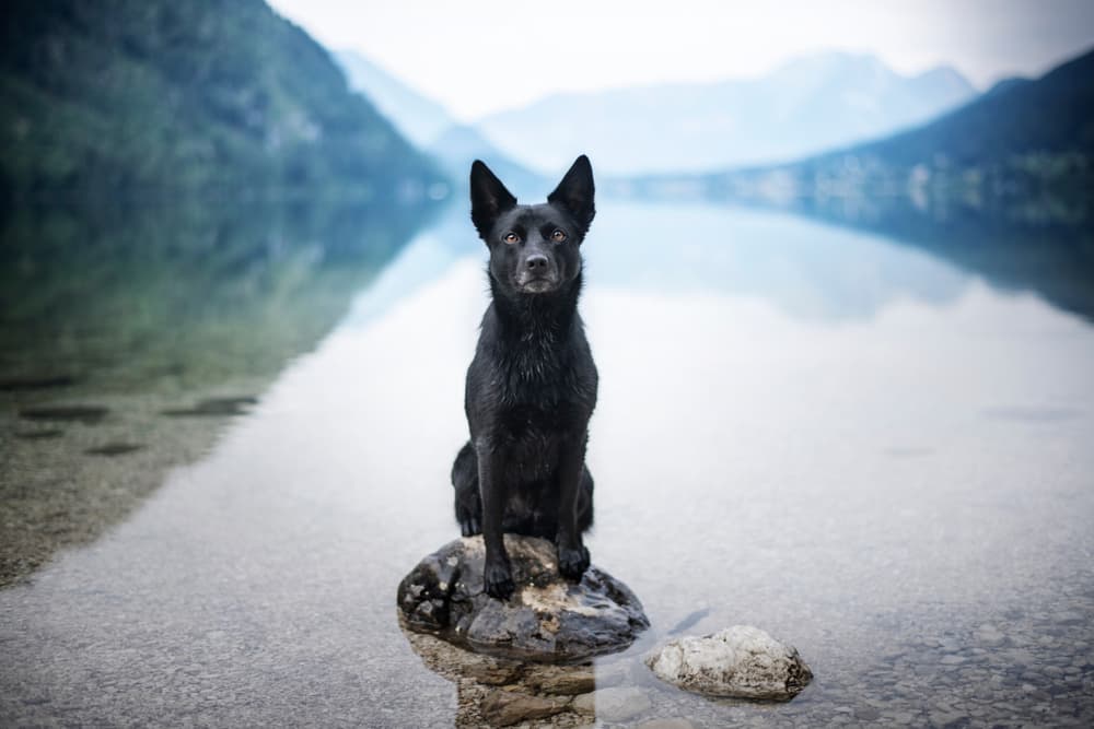 Australian Kelpie sitting on a rock outside