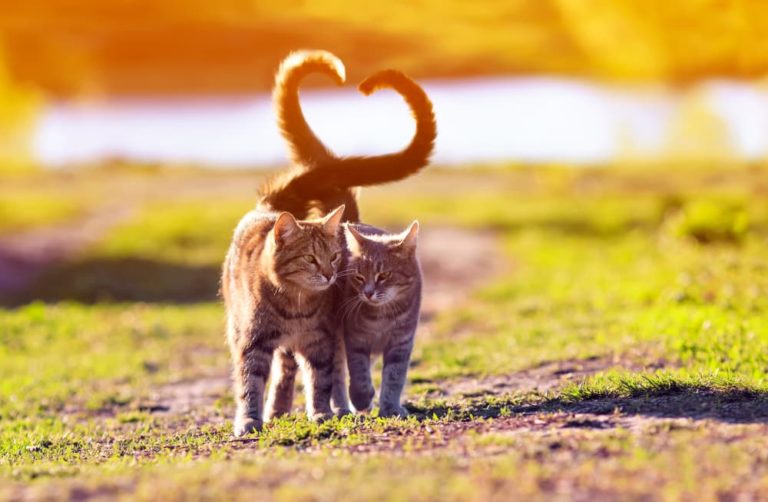 Two cats with tails
