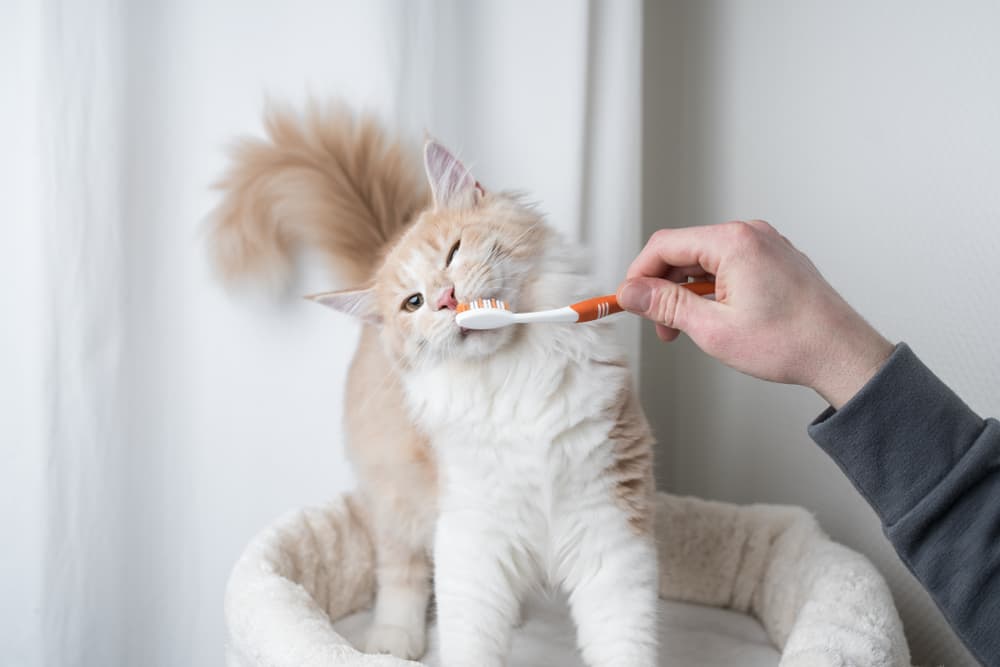 Brushing a cat's teeth