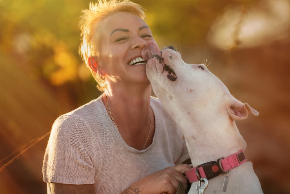 Dogo Argentino licking owner's face