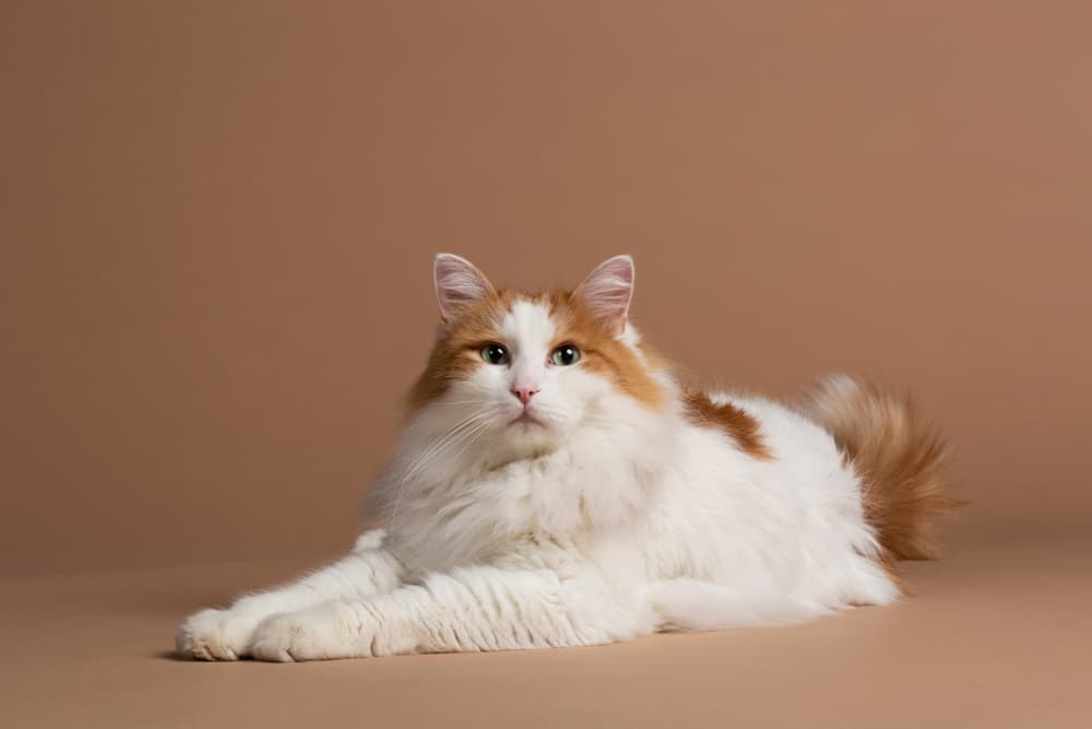 Turkish Van cat on tan background