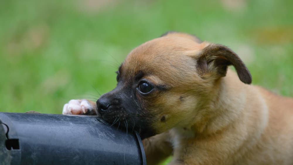 Chug puppy biting toy