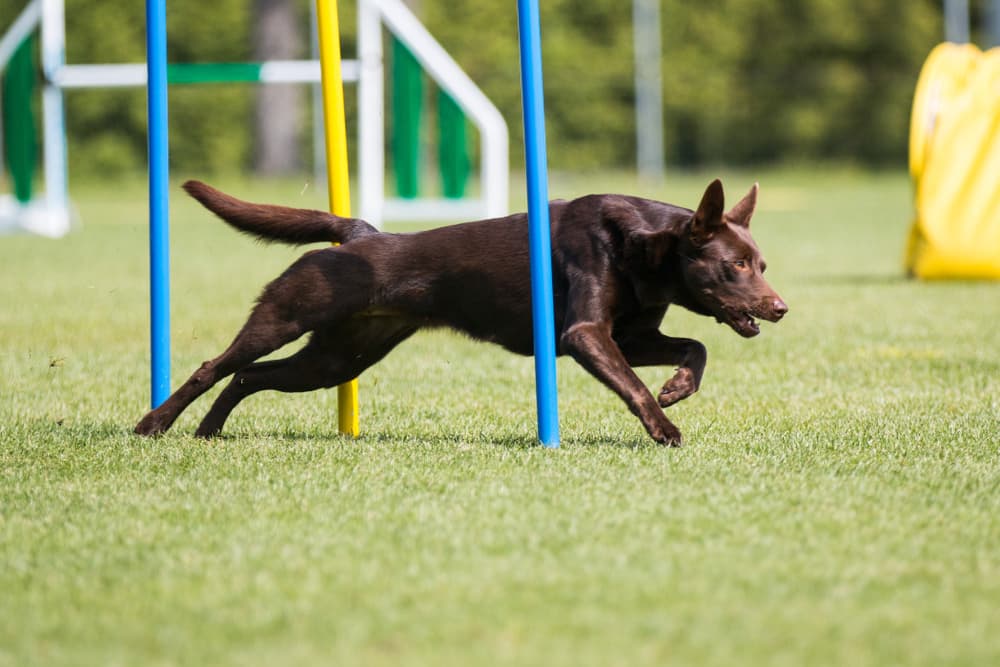 Australian Kelpie doing agility training