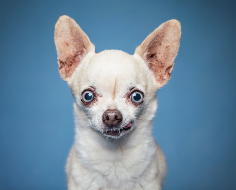 Photograph portrait of a Chihuahua on a blue backdrop