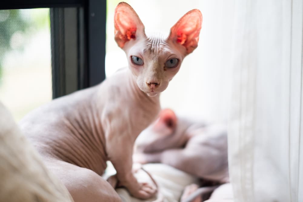 Hairless Sphynx cat