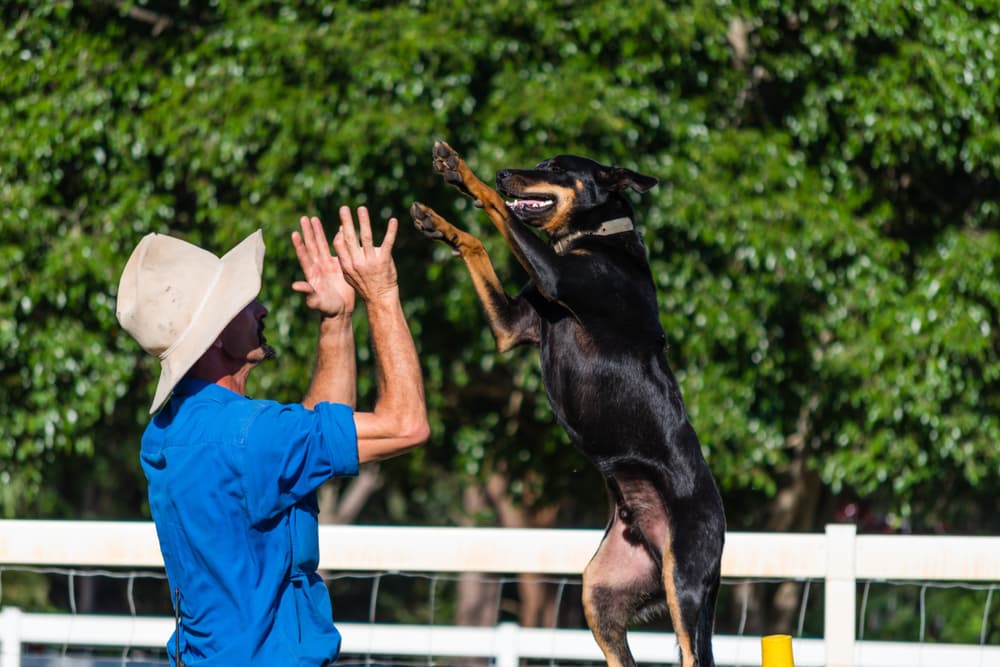 Australian Kelpie doing agility training