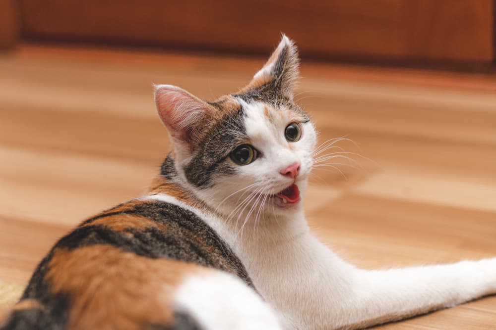 Cat Breathing Heavy: 5 Reasons It Happens