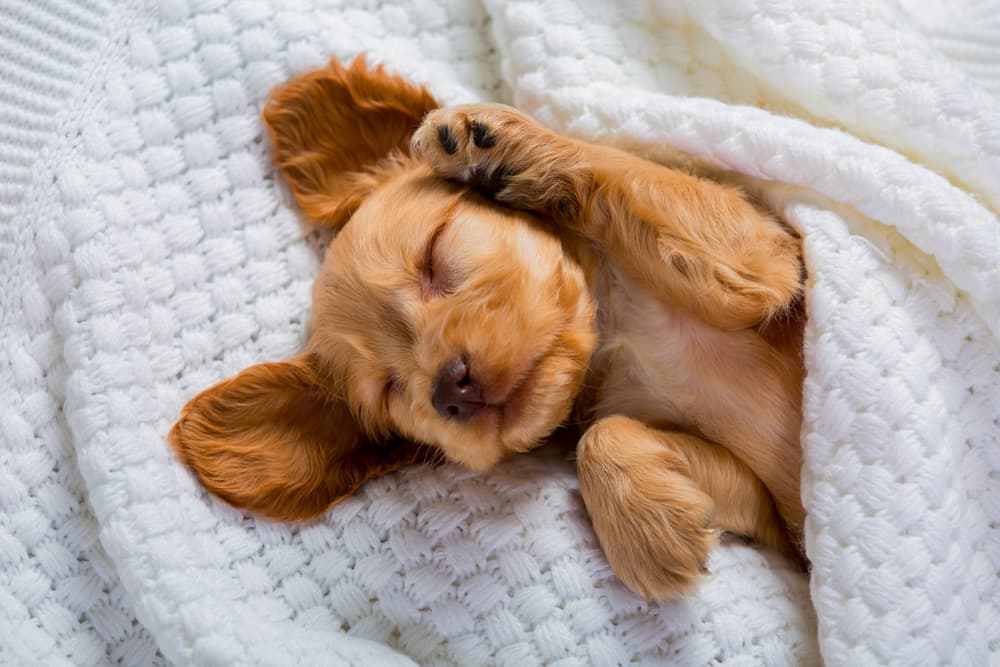 Cocker Spaniel puppy sleeping under the covers