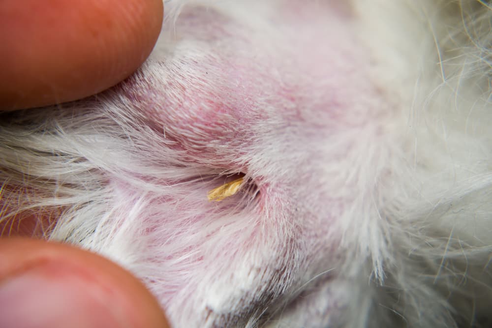Dog with foxtail burrowed into skin
