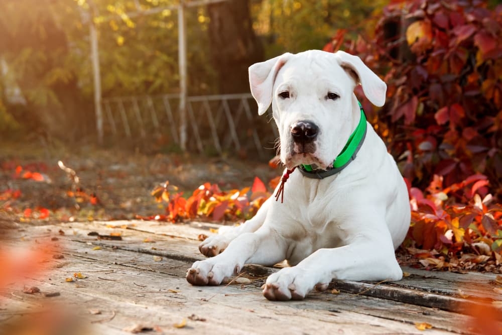 Dogo Argentino laying on the ground next to fallen leaves