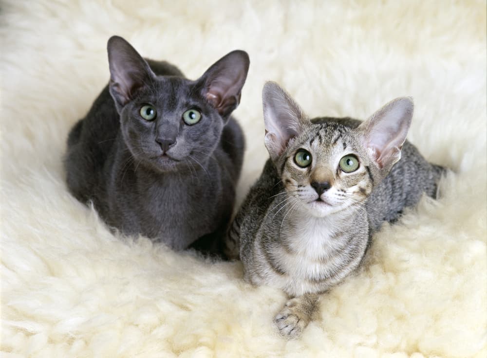 Two oriental shorthair cats