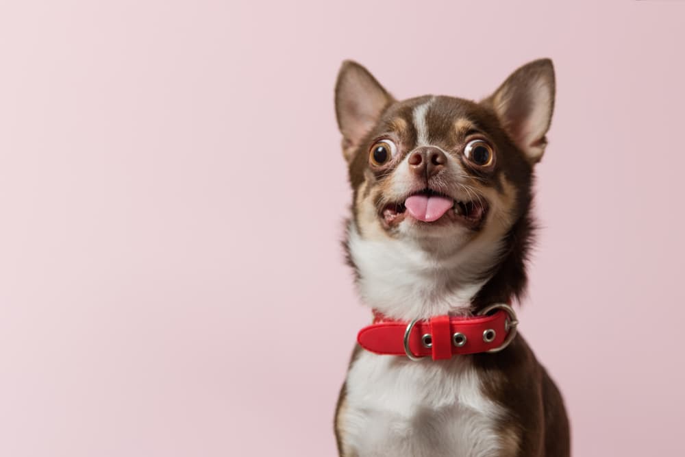 Photograph portrait of a Chihuahua on a pink background