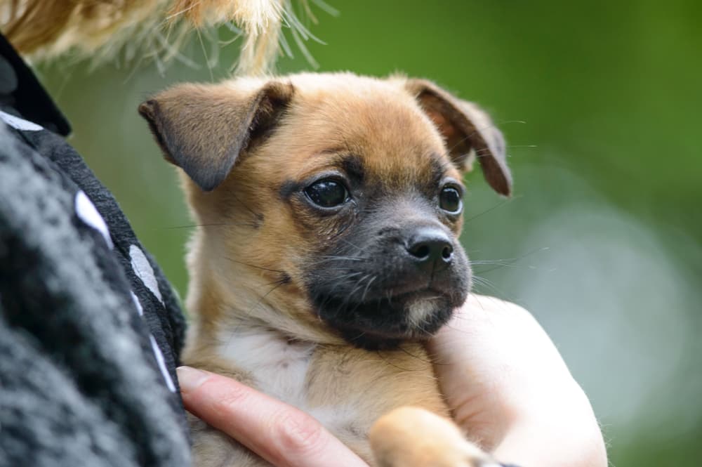 Chug puppy being held by human