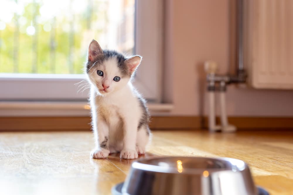 Kitten looking at food bowl