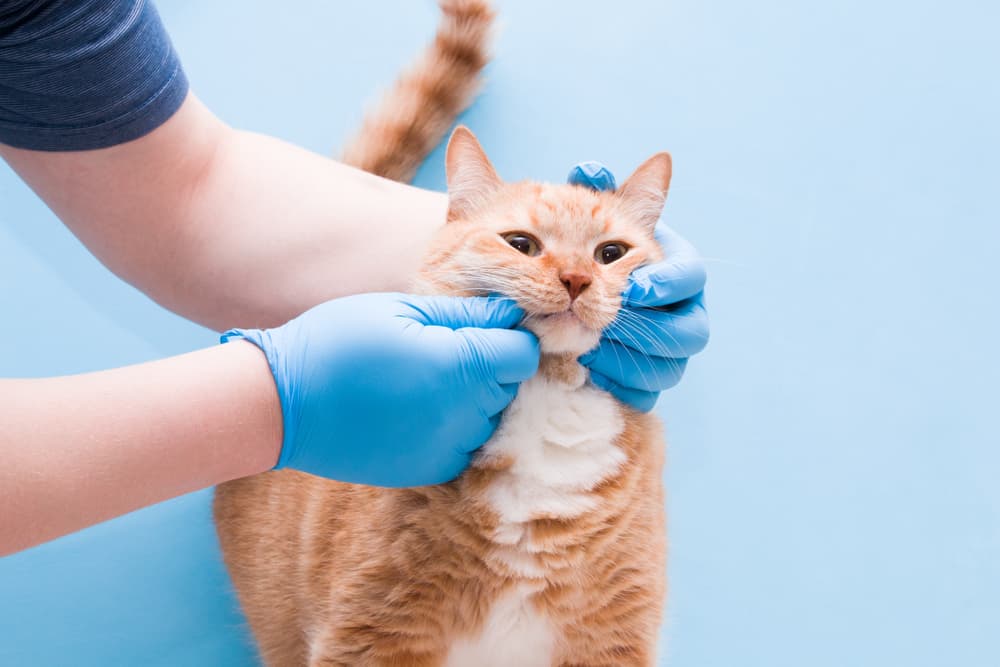 Dental Disease in Cats