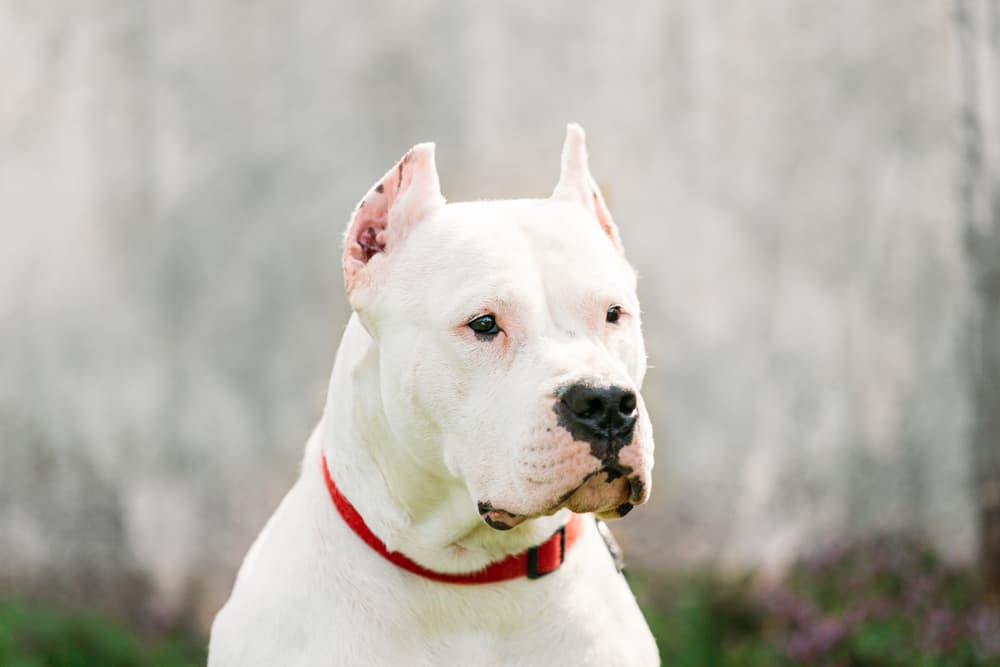 Dogo Argentino looking past the camera