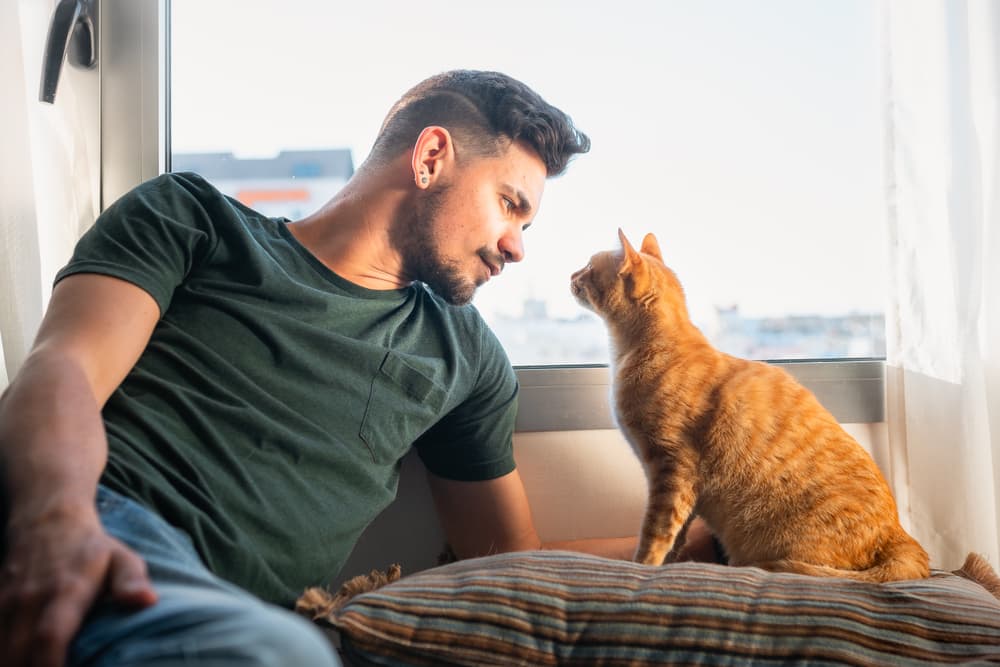 Cat starting at man
