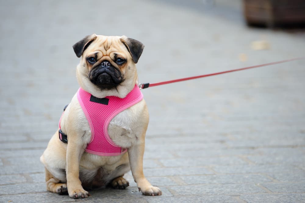 Put on harness sitting down