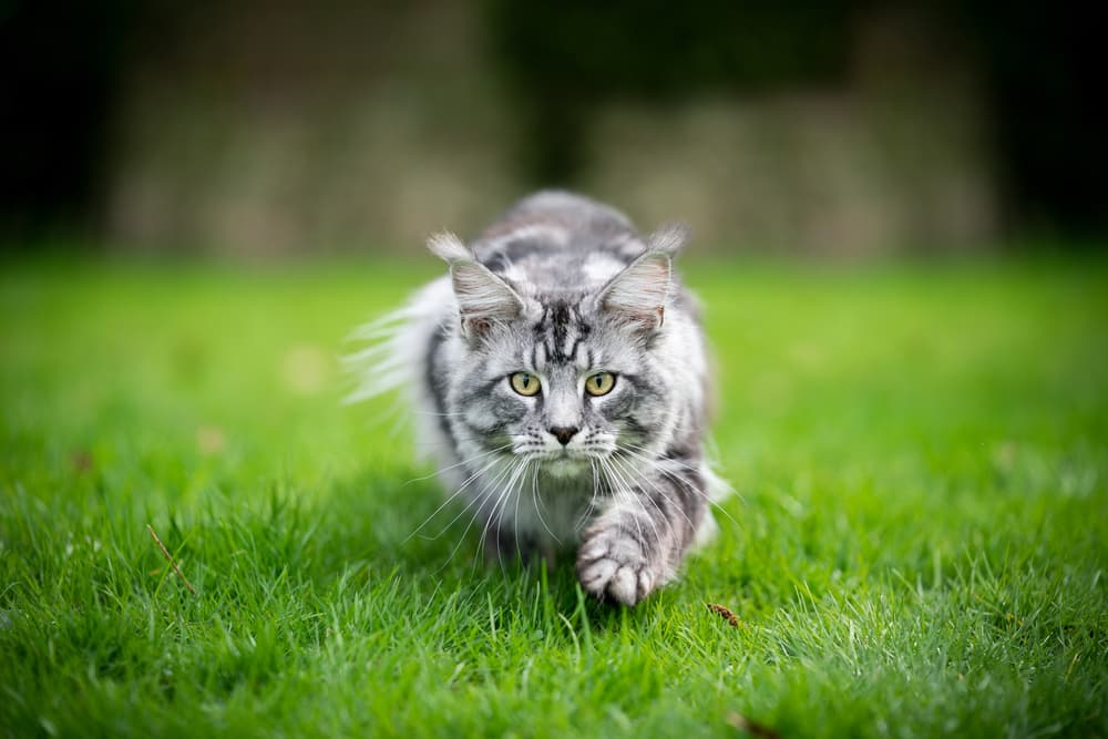 cat hunting outside