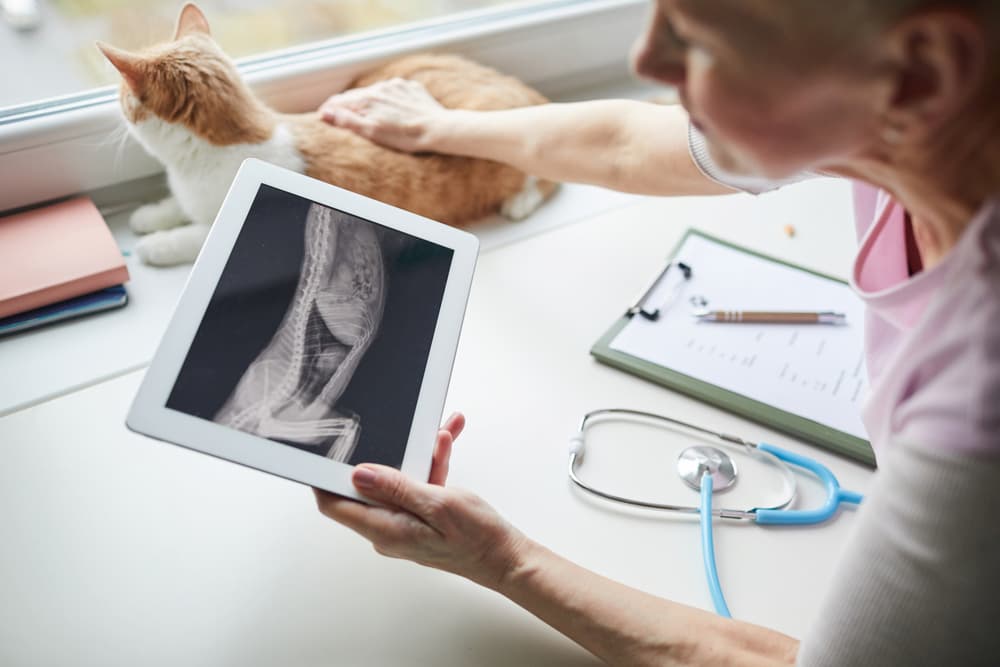 Veterinarian reviews an X-ray of a cat patient