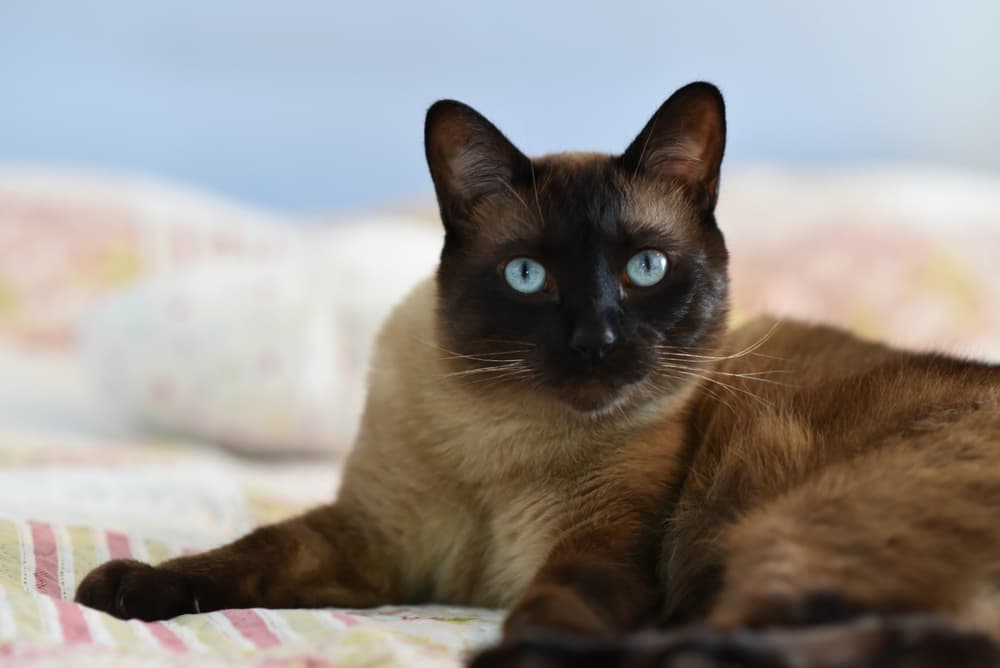 Siamese cat lying on bed