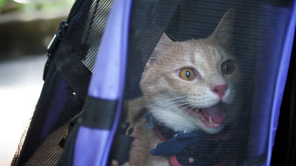 Stressed cat in cat carrier