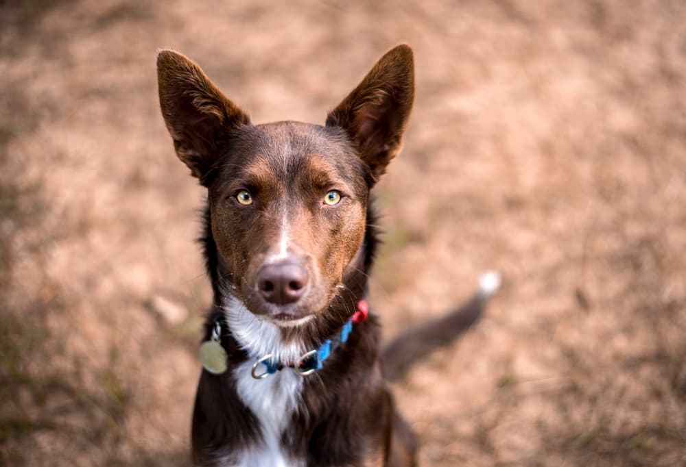 Australian Kelpie looking at the camera