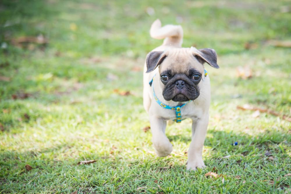 Chug walking towards the camera