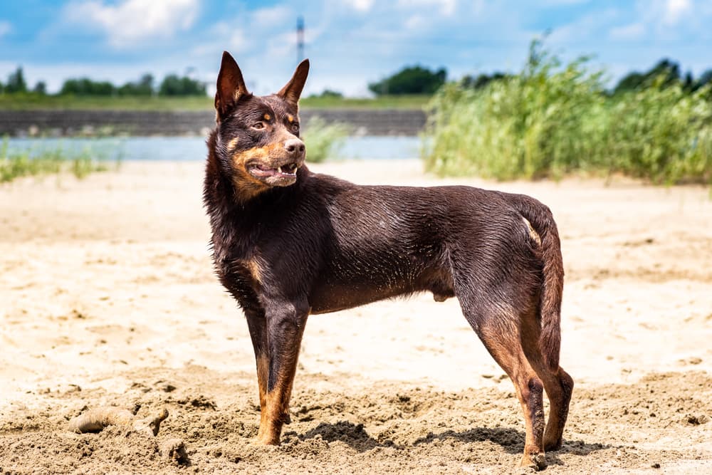 Australian Kelpie at the beach