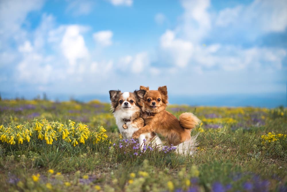 Two long-haired Chihuahuas standing in a field