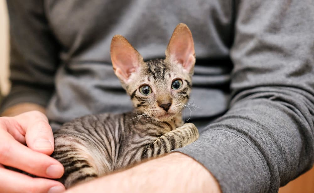 Cornish Rex cat in man's lap