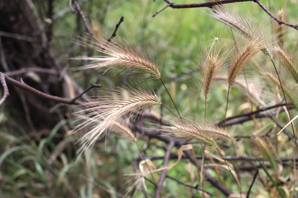 Foxtails in a field