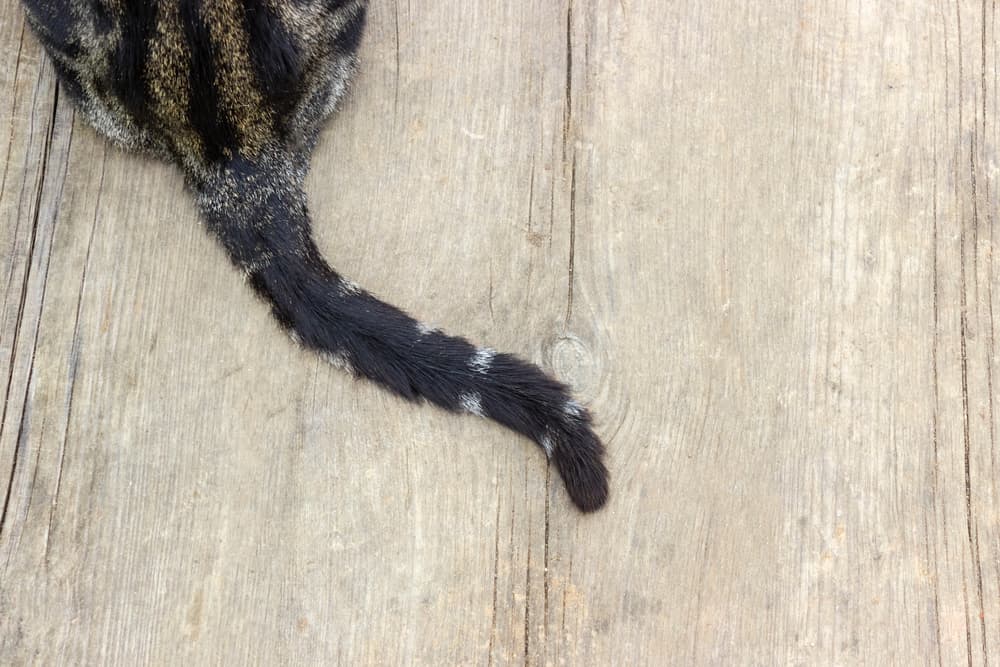 Gray cat tail