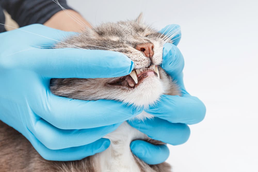 Veterinary dentist checks cat teeth condition