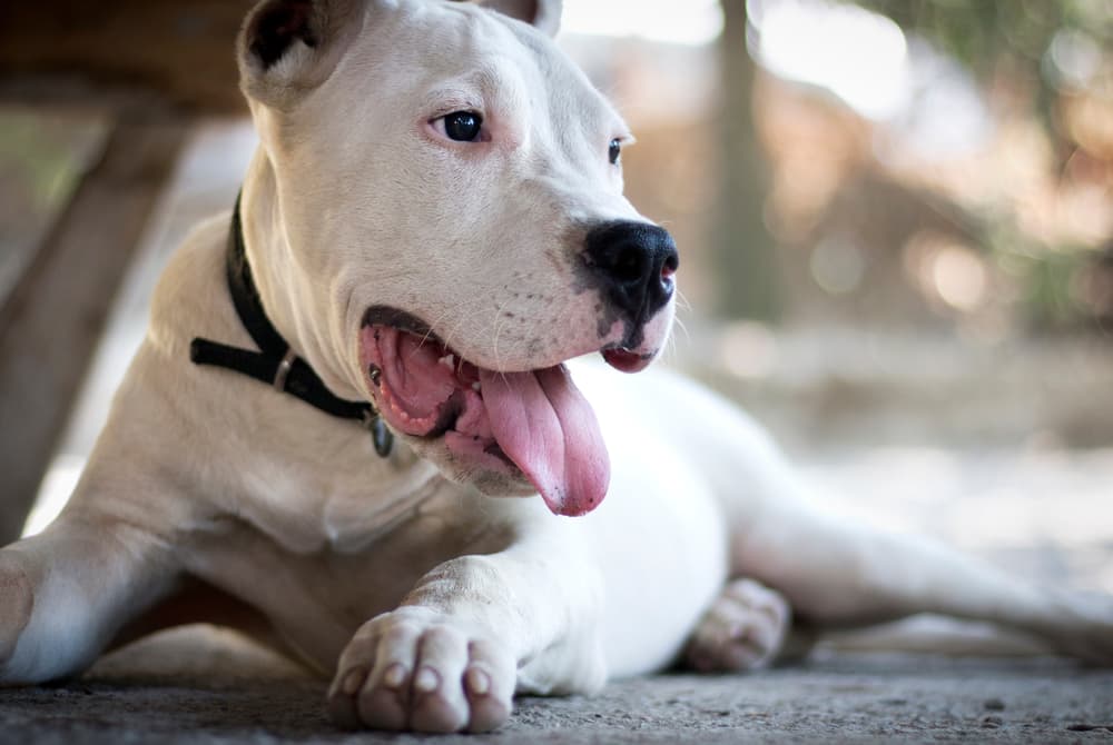 Adult Dogo Argentino laying on the ground