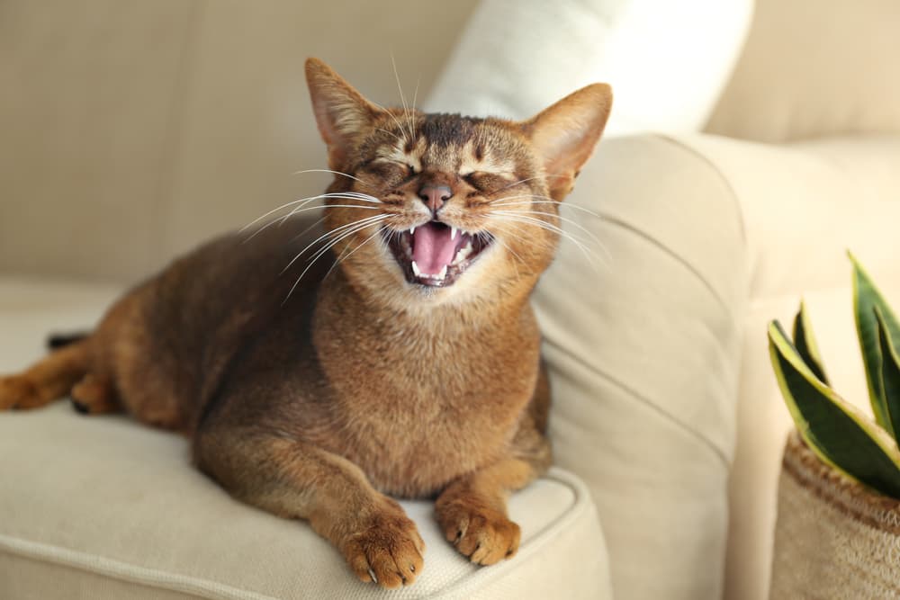 Cat showing teeth