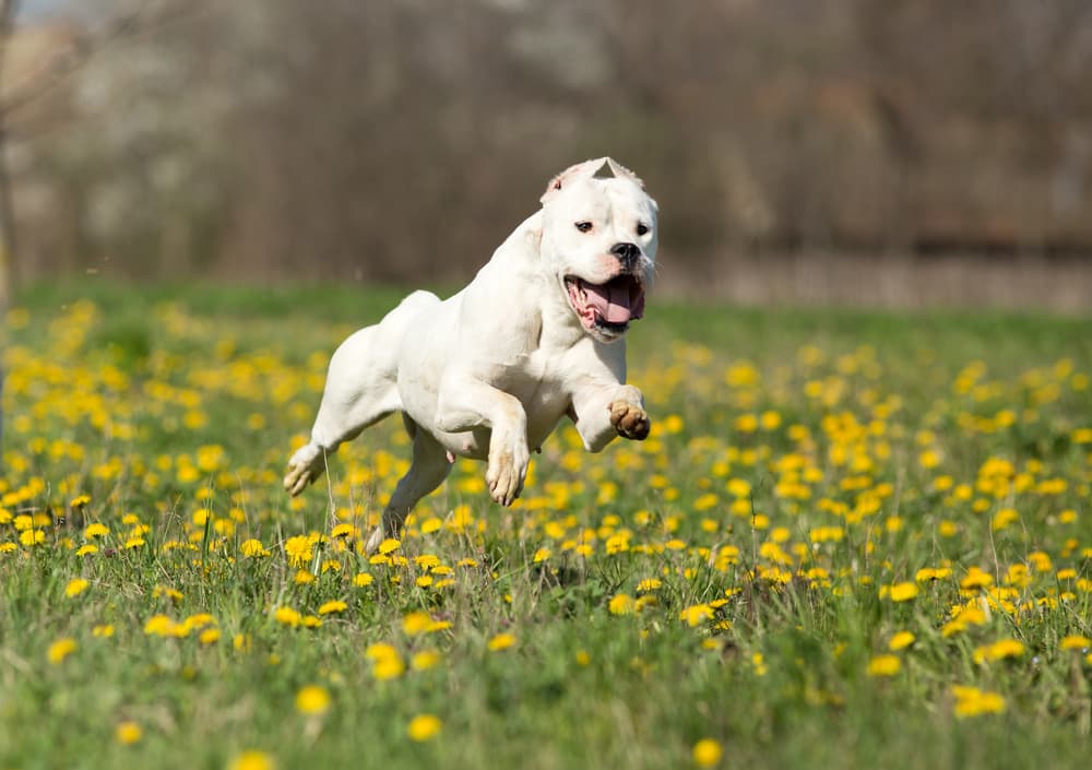 Dogo Argentino running through a field of flowers
