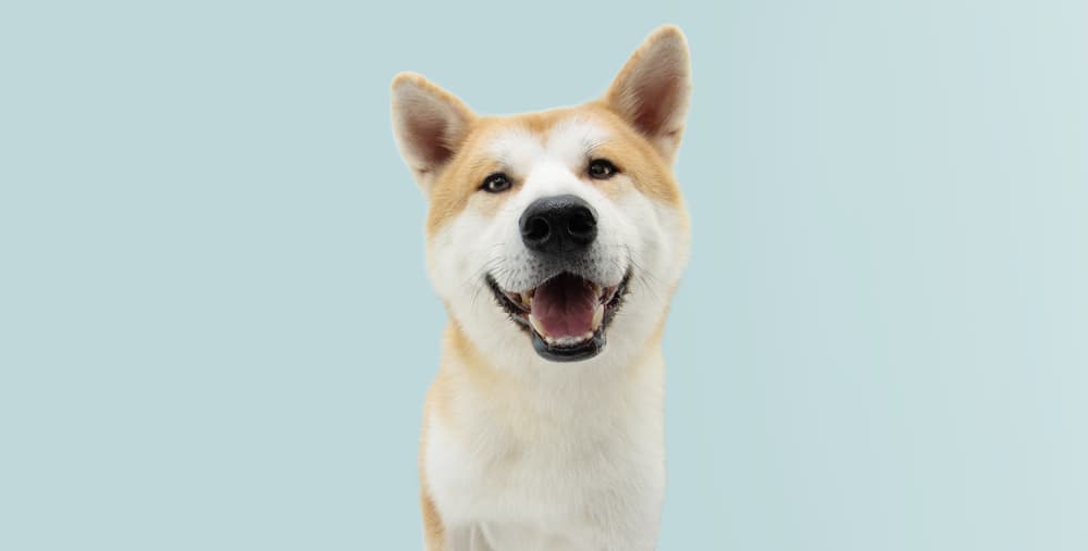 Dog listening with ears