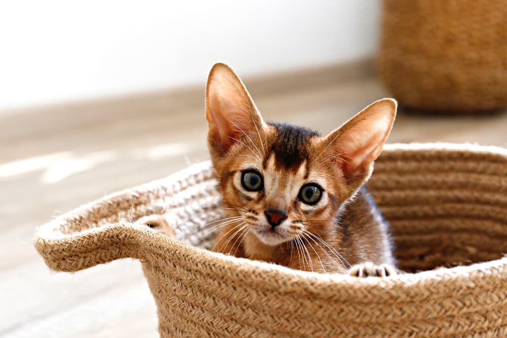 Abyssinian kitten in basket