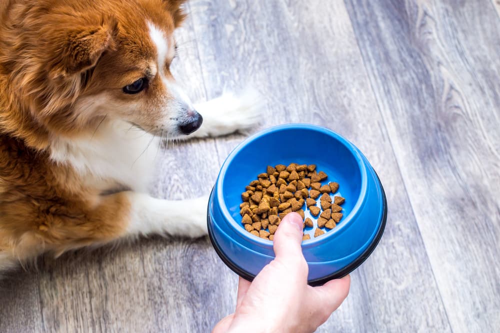 Dog getting new bowl of food