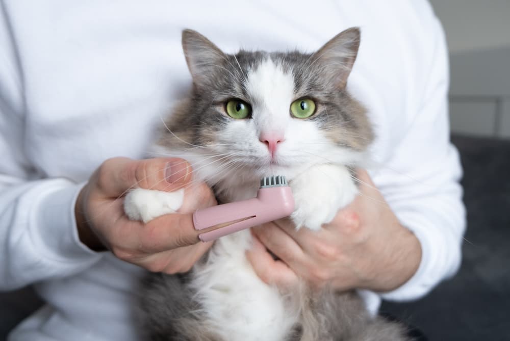 Cat with toothbrush